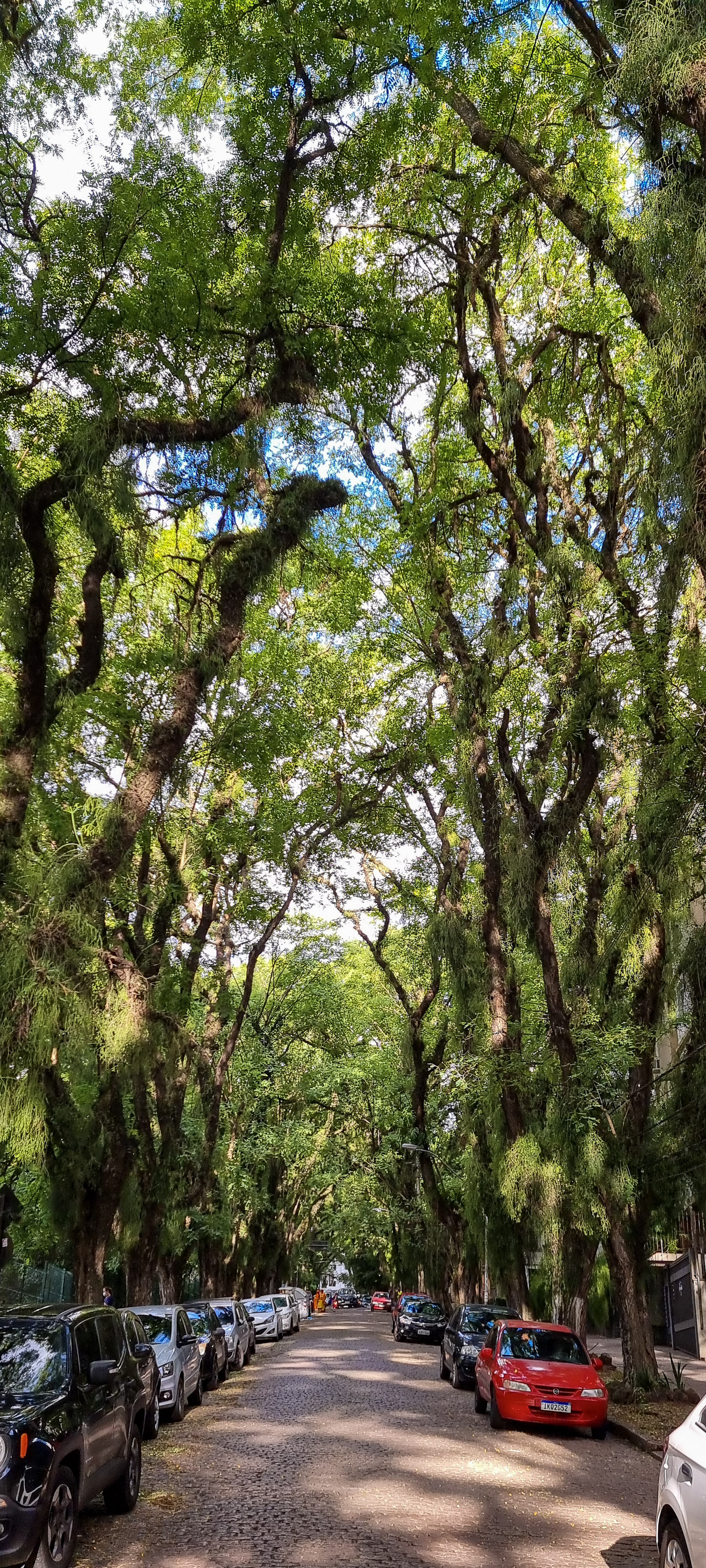 gonçalo de carvalho street